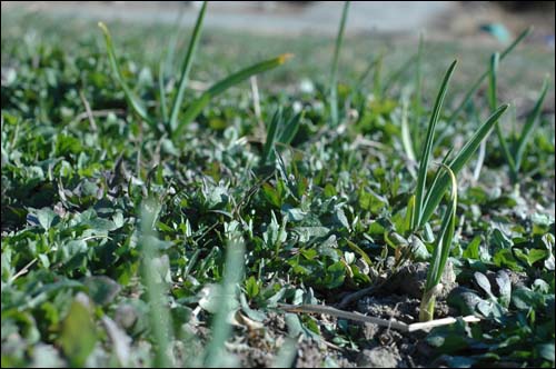지난 겨울에도 푸르렀던 우리밭. 마늘 밭에 사이사이에 무성하게 자란 냉이.