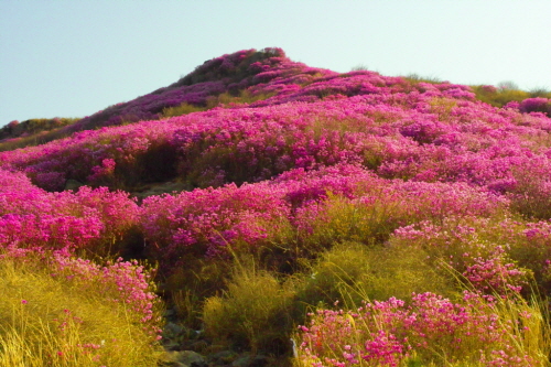 억새평원에서 바라본 450봉의 환상적인 진달래꽃