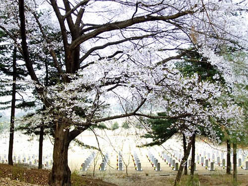 화려한 벚꽃들과 엄숙한 묘역의 분위기가 묘한 대비를 이룬다.