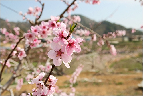 순천 월등면은 복숭아로 유명하다. 4월 중순에서 5월초에는 복숭아꽃으로 장관을 이룬다.