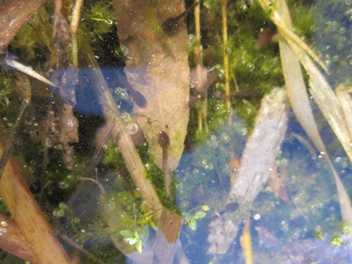 꼬물꼬물 생명이 살아 숨쉬는 이곳은 노을공원입니다! 귀여운 올챙이들이 보이시나요?