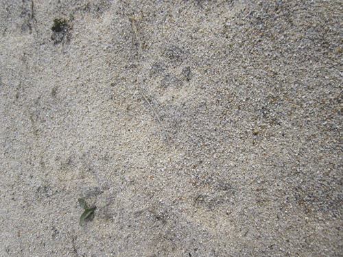 누구 발자국이게요!? 노을공원에 듬성듬성 놓여 있는 모래밭을 보면, 어떤 동물들이 이곳을 터전으로 살고 있는지 알 수 있답니다. 이 발자국은 너구리과 동물의 발자국이군요.