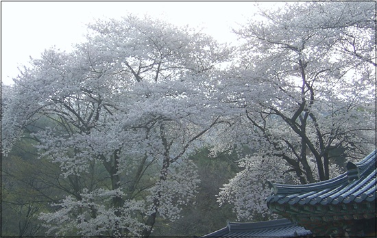  화사하게 핀 벚꽃. 꽃을 보거나 꽃길을 걸으며 빨리 걷지는 않는다. 마음도 느긋해진다.