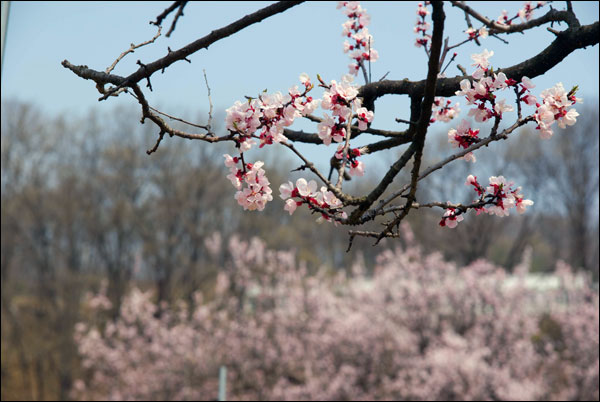연분홍 살구꽃은 진분홍 복숭아꽃과 함께 무르익은 봄을 대표하는 꽃이다.
