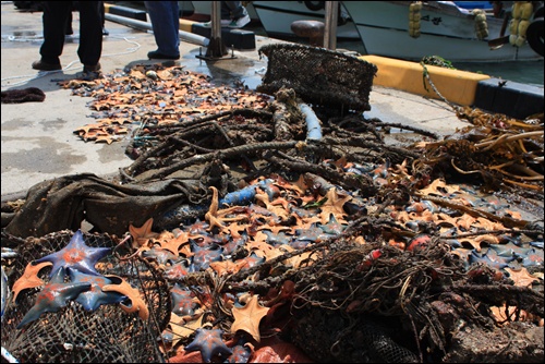 연합회 박일웅 사무국장은 "바닷속에는 시야가 잘 나오지 않았지만 불가사리가 바다의 절반으로 덮여있고, 로프등 많은 쓰레기가 쌓여 있다"고 전했다. 