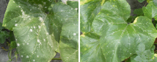 곰팡이균에 감염된 작물에 난황유를 살포하기 전(왼쪽)과 후의 모습