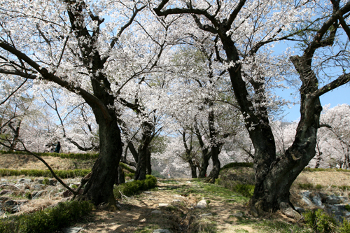 봄이면 벚나무 예쁘게 꽃을 피우며 등교하던 우리들에게 '봄꿈'을 심어주었다.