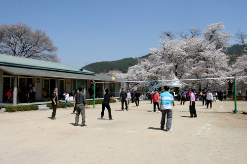 2년 후배(35회 졸업생)들이 서울에서 내려와 배구경기를 하고 있다.