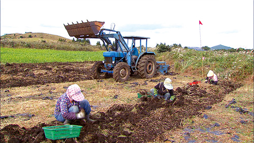 성산읍 수산리 농민들이 작약을 수확하고 있다.