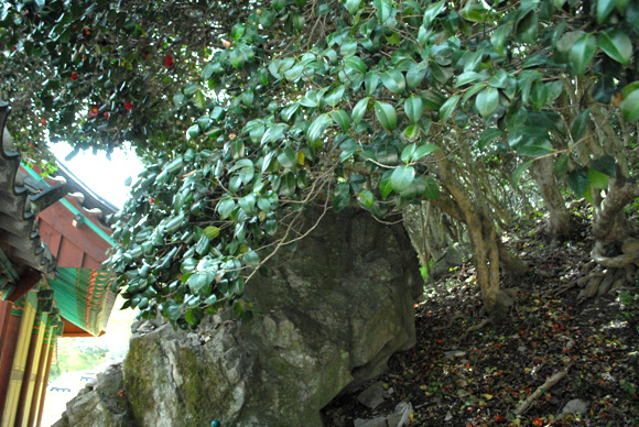 선운사 산신각 뒤편의 암석과 아우러진 동백나무