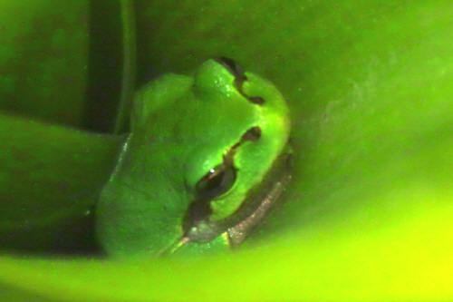 문주란 줄기에 능청맞게 숨어 있는 청개구리(2011. 5.2 구례)