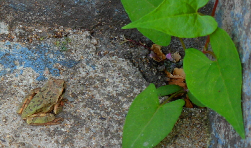 시멘트 바닥과 식별하기 어려운 청개구리의 놀라운 변장술(2011.4.16 구례)