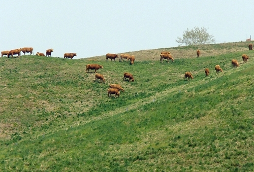 운산면의 동산위 푸르른 목장은 보기만 해도 눈이 시원하고, 구제역으로 보기 힘든 소들까지 만나니 더욱 좋다.    