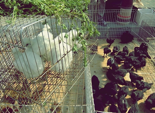 닭들을 피부색별로 모아놓은 재미있는 닭장 - 해미면 오일장터