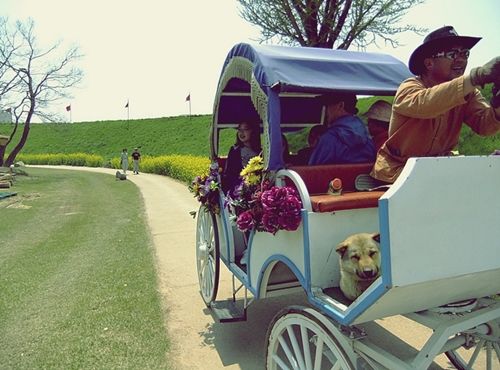 해미읍성 안에는 성곽을 따라 피어난 유채꽃길도 아름답고, 성곽길을 한바퀴 도는 개가 앉아있는 마차도 재미있다.  