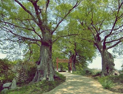 해미향교 입구의 오래된 나무들이 참으로 신령스럽다. 