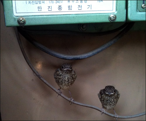두 마리 아기새가 기계실 아래 전기선에 앉아 엄마새가 먹이를 잡아오기만을 이제나 저제나 기다리고 있습니다. 