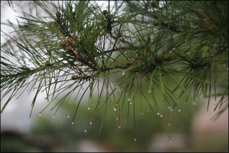 초록빛 솔잎에 맺힌 빗방울