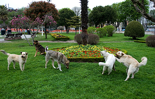 터키의 길에서 수시로 만날 수 있는 큰 개떼들.