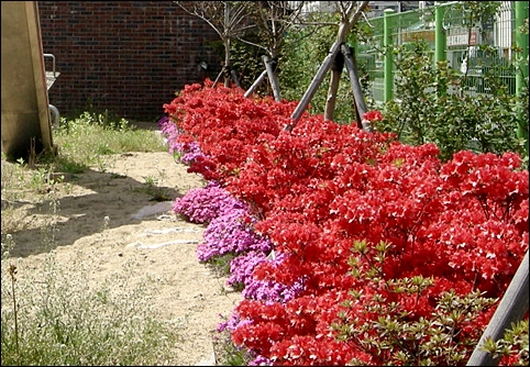 화교소학교 화단에 만개한 철쭉. 붉은색을 좋아하는 화교들과 잘 어울리는 꽃 같습니다.
