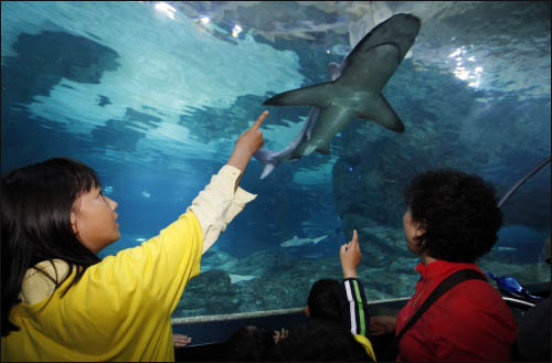 코엑스 아쿠아리움 내 해저터널에서 아이들과 선생님이 상어를 보고 있다. 