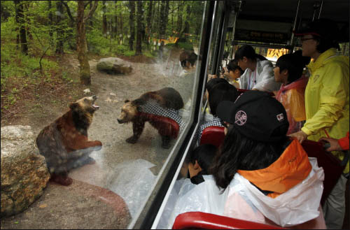죽곡·고달초등학교 학생들이 에버랜드 내 사파리버스에서 곰이 건빵을 받아먹는 모습을 지켜보고 있다