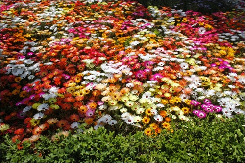 2011 고양꽃전시회 - 그야말로 꽃밭! 색색의 예쁜 꽃들