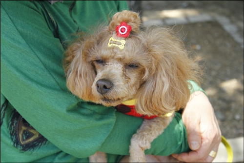 2011 고양꽃전시회 - "아웅, 졸려." 인생사 해탈한듯한 강아지, 혹은 개?
