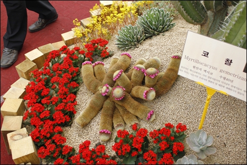 2011 고양꽃전시회 - 다들 '징그러워!'를 연발했던, 흡사 바다생물같은 선인장