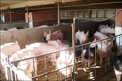 네브래스카의 돼지 사육 농장.