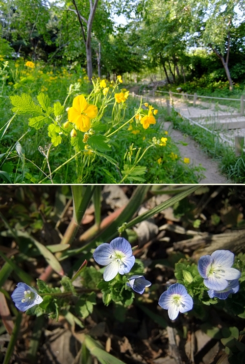 능선길가에 귀여운 애기똥풀과 봄까치꽃, 냉이꽃, 제비꽃등 색색의 예쁜 꽃들이 반긴다. 