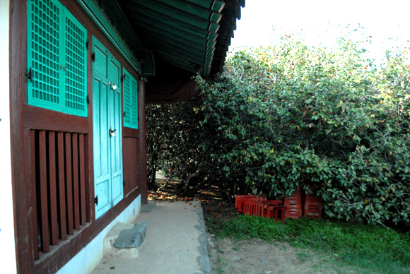 마량리 당집은 500여년 동안 풍어제를 올리고 있다. 