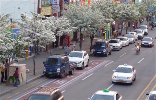   자동차가 많은 도로에 이팝나무꽃이 많이 피었어요.