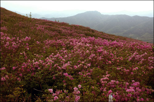 황매산 드넓은 고원에 철쭉꽃이 붉은빛 물결을 이루고 있다.