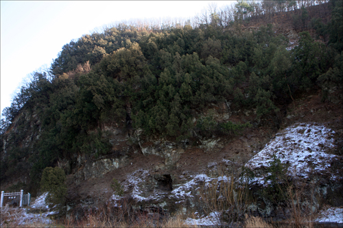 대구 도동 측백수림. 숲 아래에 일제가 판 동굴이 보인다.
