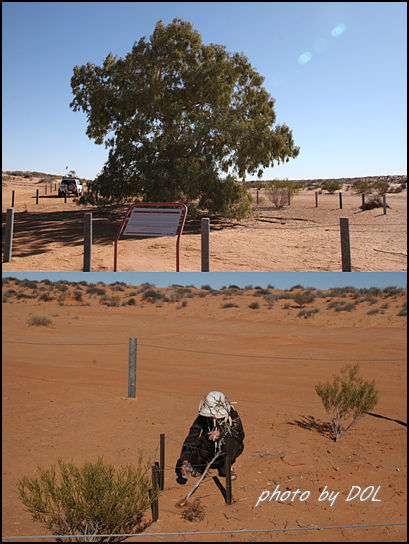 호주에선 흔히 볼 수 있는 유칼립투스 일종이지만 물이 없는 사막에 이런 체구로 건재하는 것은 신비로운 일이다. 긴 세월을 외롭게 견딘 나무는 드디어 이렇다 할 표지 없는 사막에 이정표가 되었다. (아래)새롭게 심어 놓은 묘목에 아내가 식수를 덜어주고 있다.  