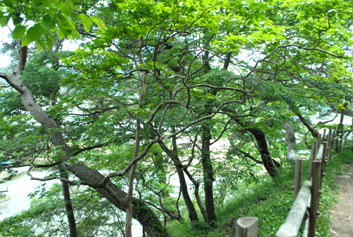 아래로는 황룡강이 흐르고 있고, 숲 속에는 소나무와 배롱나무, 자미나무 등이 숲을 이룬다