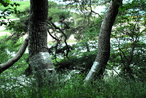 요월정원림 안에는 수령이 500~600년이 된 노송들이 서 있다. 이 숲의 역사를 말하고 있다