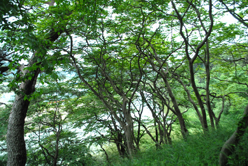 요월정 앞으로는 황룡강 비탈에 배롱나무들이 줄지어 서 있다