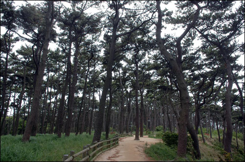 대왕암공원에는 1만 5천여 그루의 소나무가 하늘을 덮고 빽빽히 서 있다. 오솔길을 걷는 기분이 참으로 행복하다.