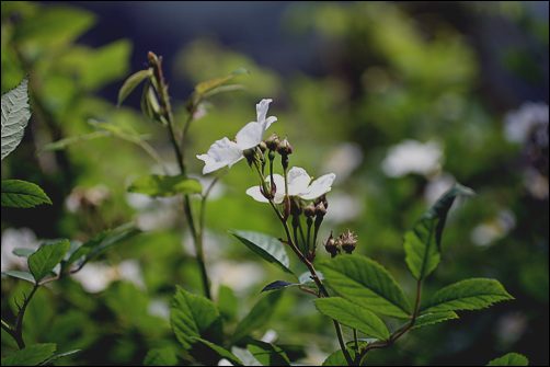 찔레 찔레꽃 향기가 진한 계절이다.