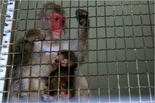 일본원숭이 새끼가 어미 품에 안겨 있습니다.