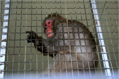 수컷대장원숭이의 이름은 '왕돌이'랍니다. 
