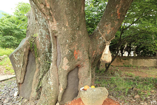당산나무에 소뼈가 걸려있는데, 이는 도서지방의 갯제에서 볼 수 있는 헌식 형식이 이곳 당제와 결부된 것으로 여겨진다.

