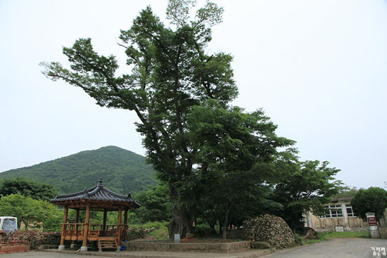 내산마을 당산나무. 수령 200년 정도 된 느티나무이다.

