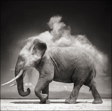  닉 브랜트(Nick Brandt) I '먼지 터는 코끼리(Elephant with Exploding Dust)' Amboseli 2004 ⓒ Nick Brandt