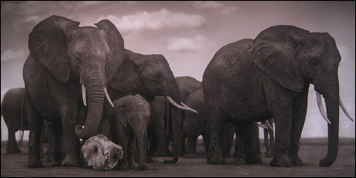  닉 브랜트(Nick Brandt) I '코끼리 두개골' Amboseli 2007 ⓒ Nick Brandt