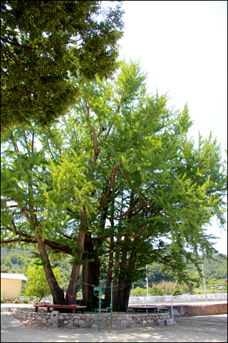 경남 기념물 제198호로 지정이 된 수령 400년의 무촌마을 은행나무. 이 나무가 할머니 당산이다.