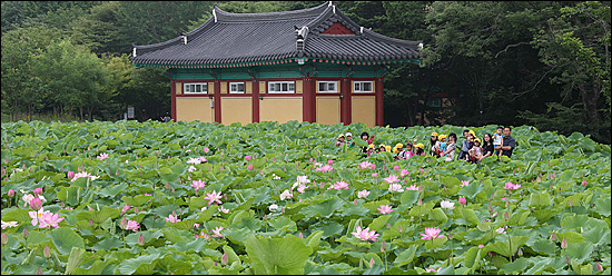  함양 상림공원 연꽃.