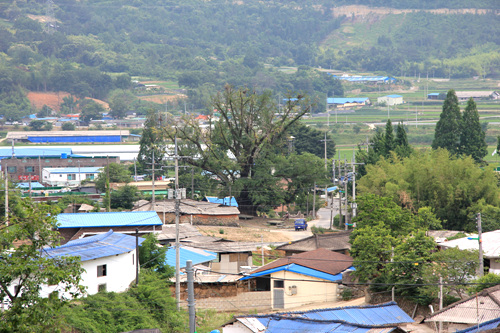 전남 담양군 무정면 봉안이 슬지마을. 산 위로 오르다가 바라본 마을 한가운데 천연기념물인 은행나무가 서 있다